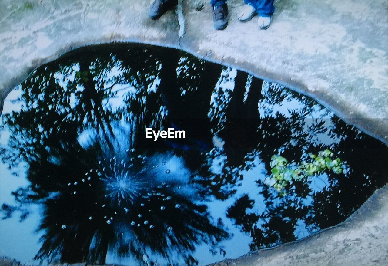 CLOSE-UP OF REFLECTION OF TREE IN WATER