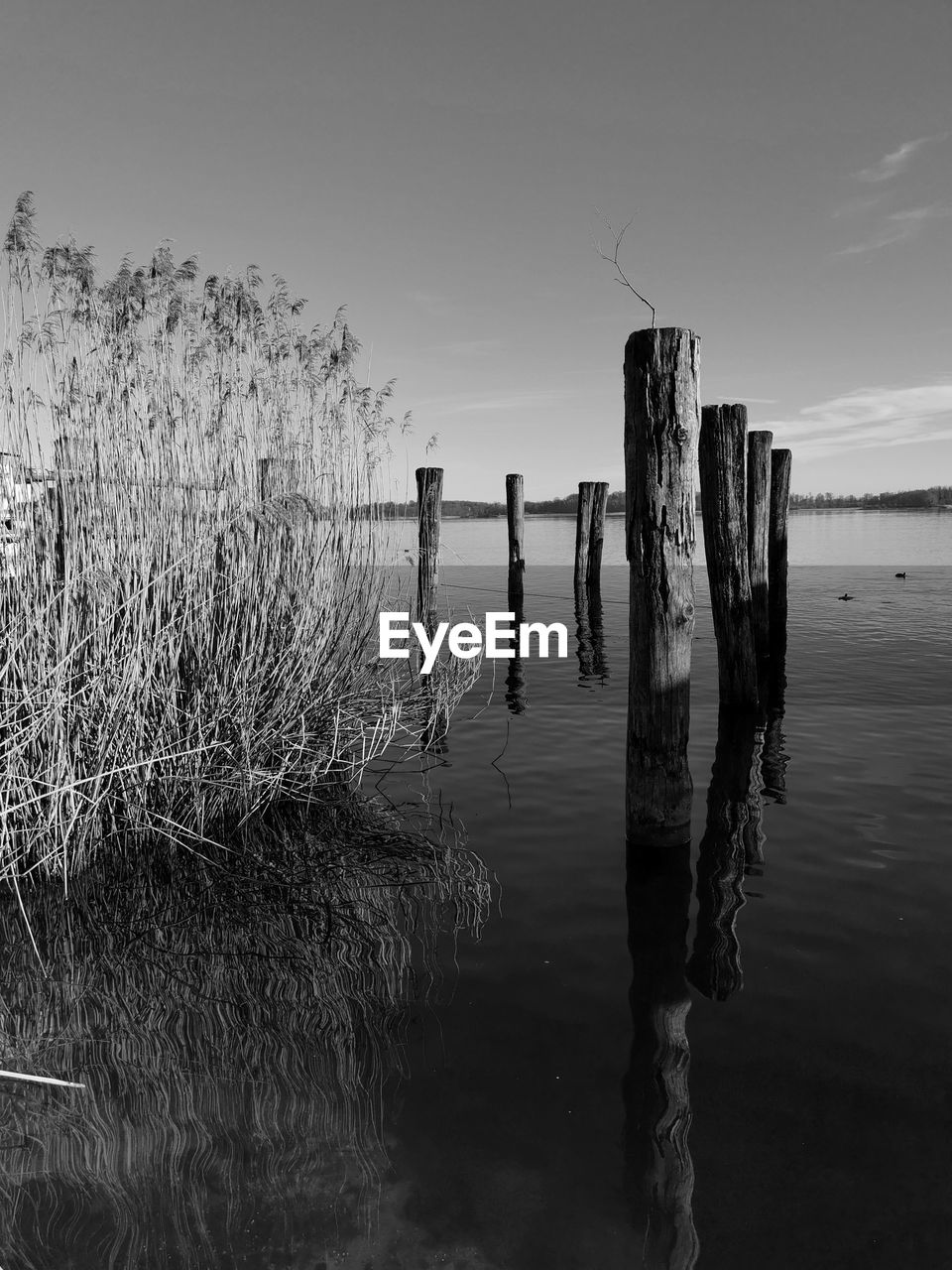 Wooden posts and reed in lake chiemsee against sky in black and white