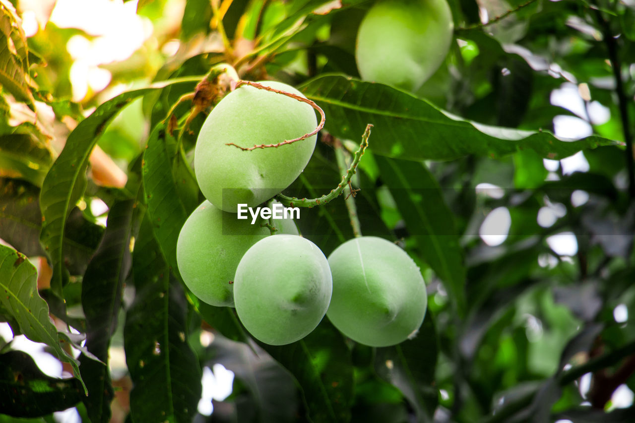 CLOSE-UP OF FRUITS ON TREE