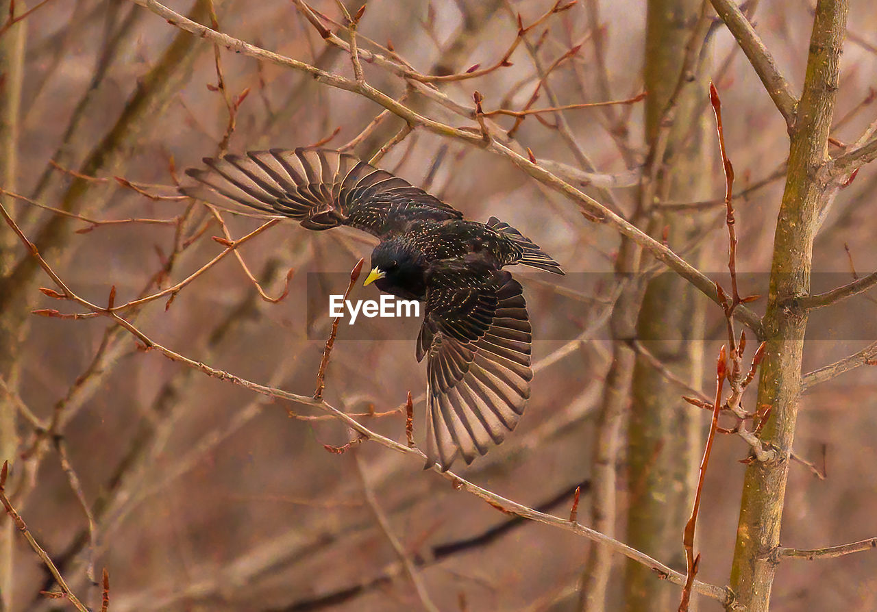 Starling flying off a tree in spring