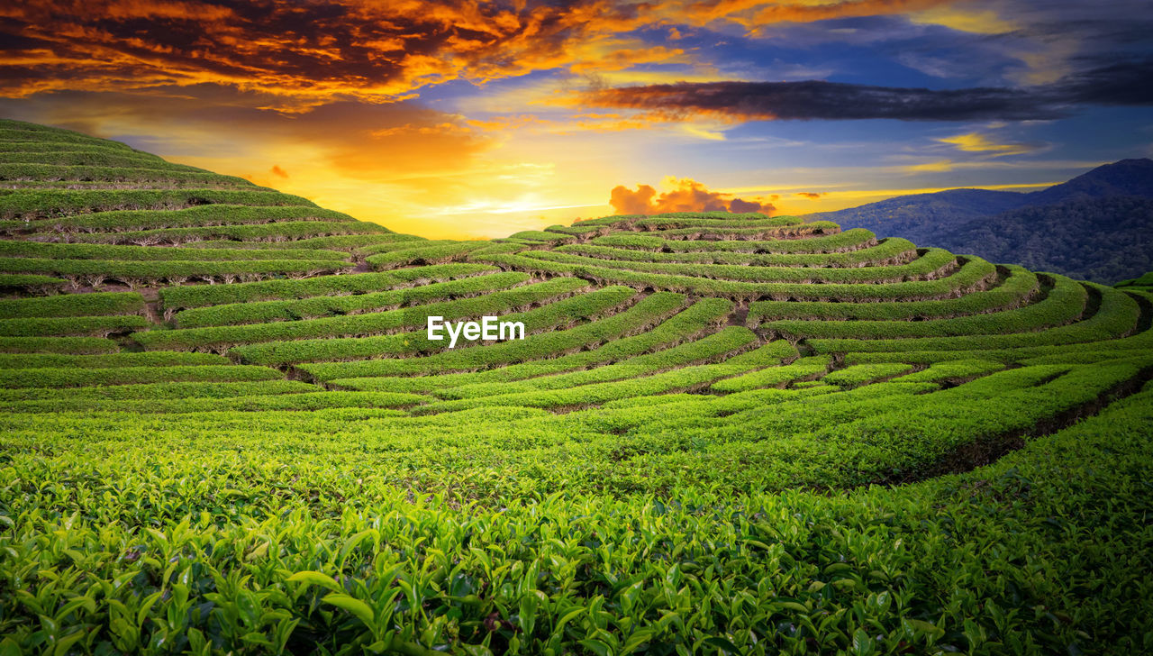 Scenic view of field against sky during sunset