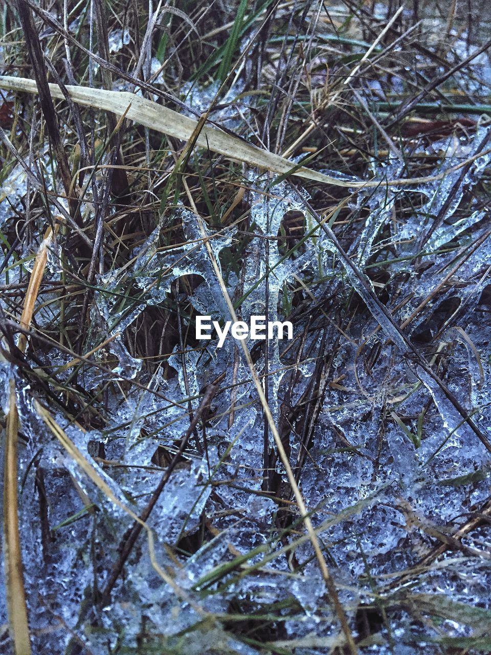 LOW ANGLE VIEW OF SNOW ON TREE