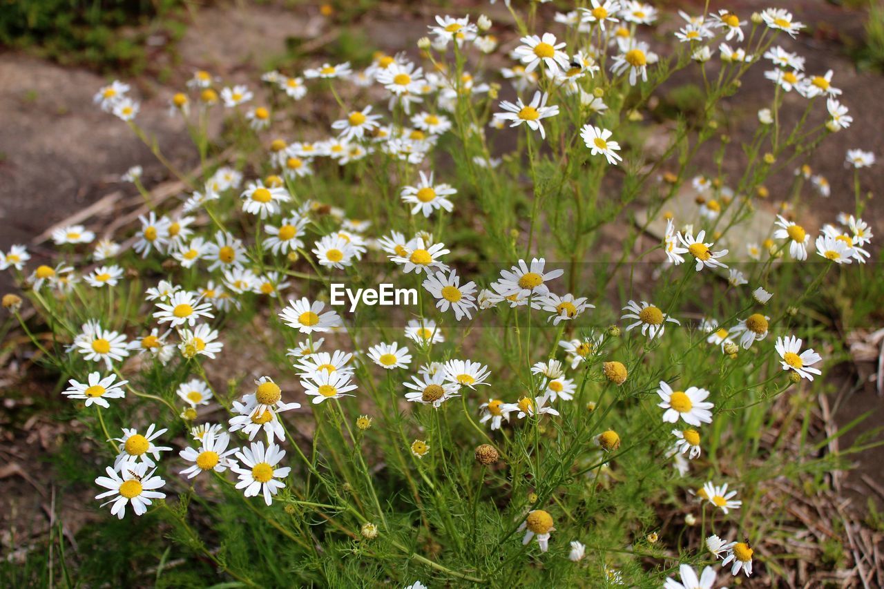 CLOSE-UP OF FLOWERS BLOOMING IN GRASS