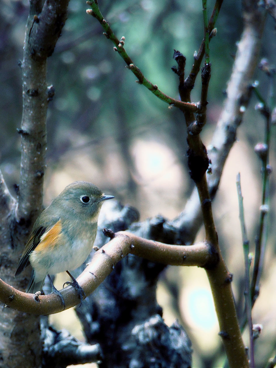 Bird perching on branch