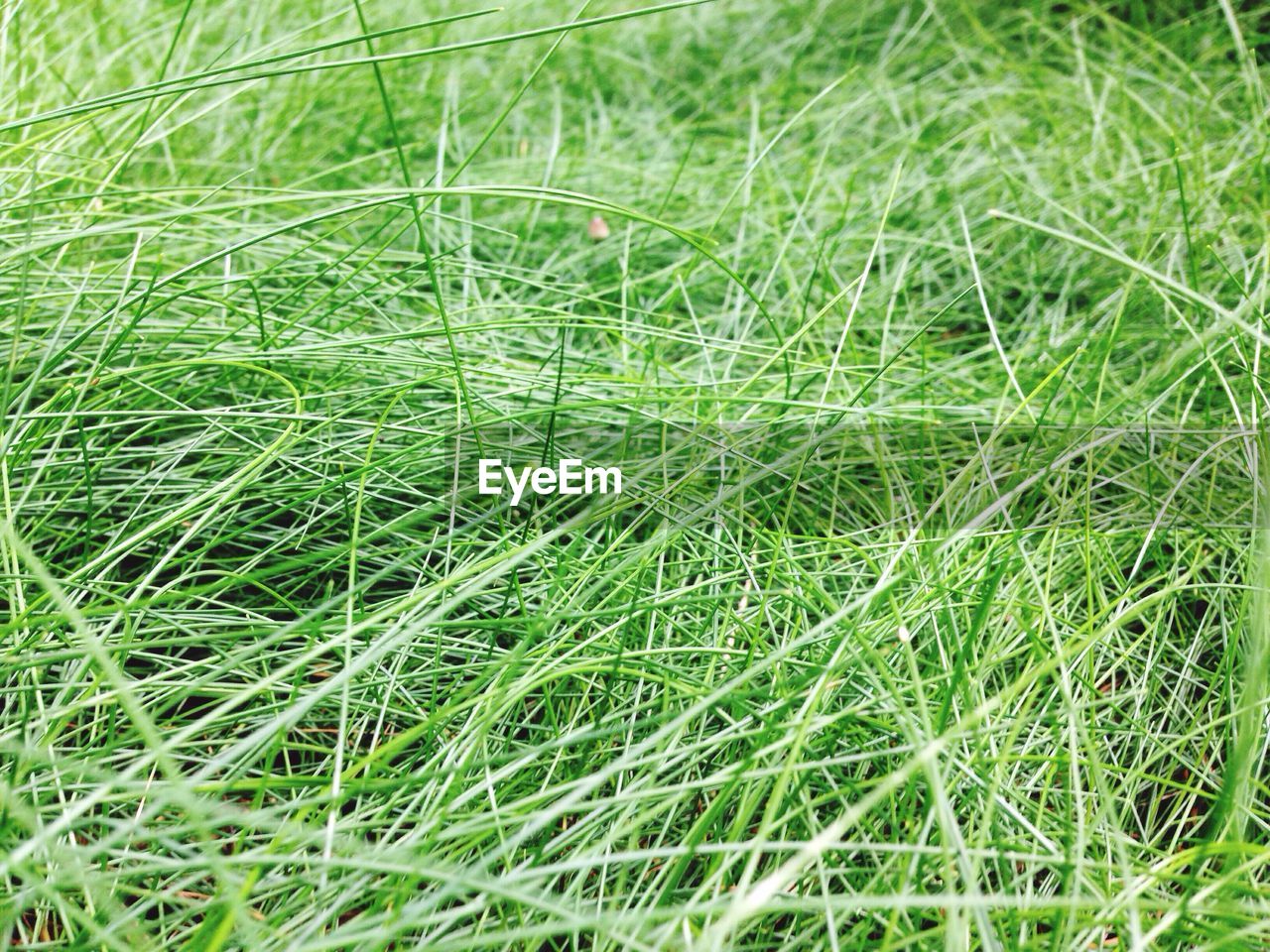 CLOSE-UP OF GRASS GROWING ON FIELD