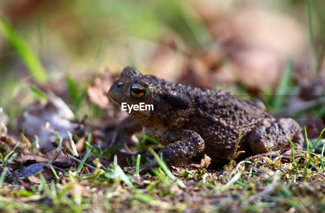 CLOSE-UP OF FROG ON ROCK IN FIELD