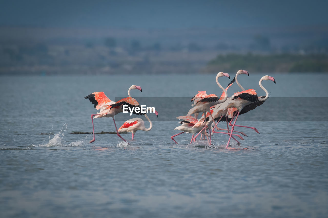 flamingo, animal, animal themes, animal wildlife, wildlife, bird, water, group of animals, water bird, sea, nature, no people, beauty in nature, pink, travel destinations, colony, wading, day, full length, outdoors, side view, beach, selective focus, environment, large group of animals, freshwater bird