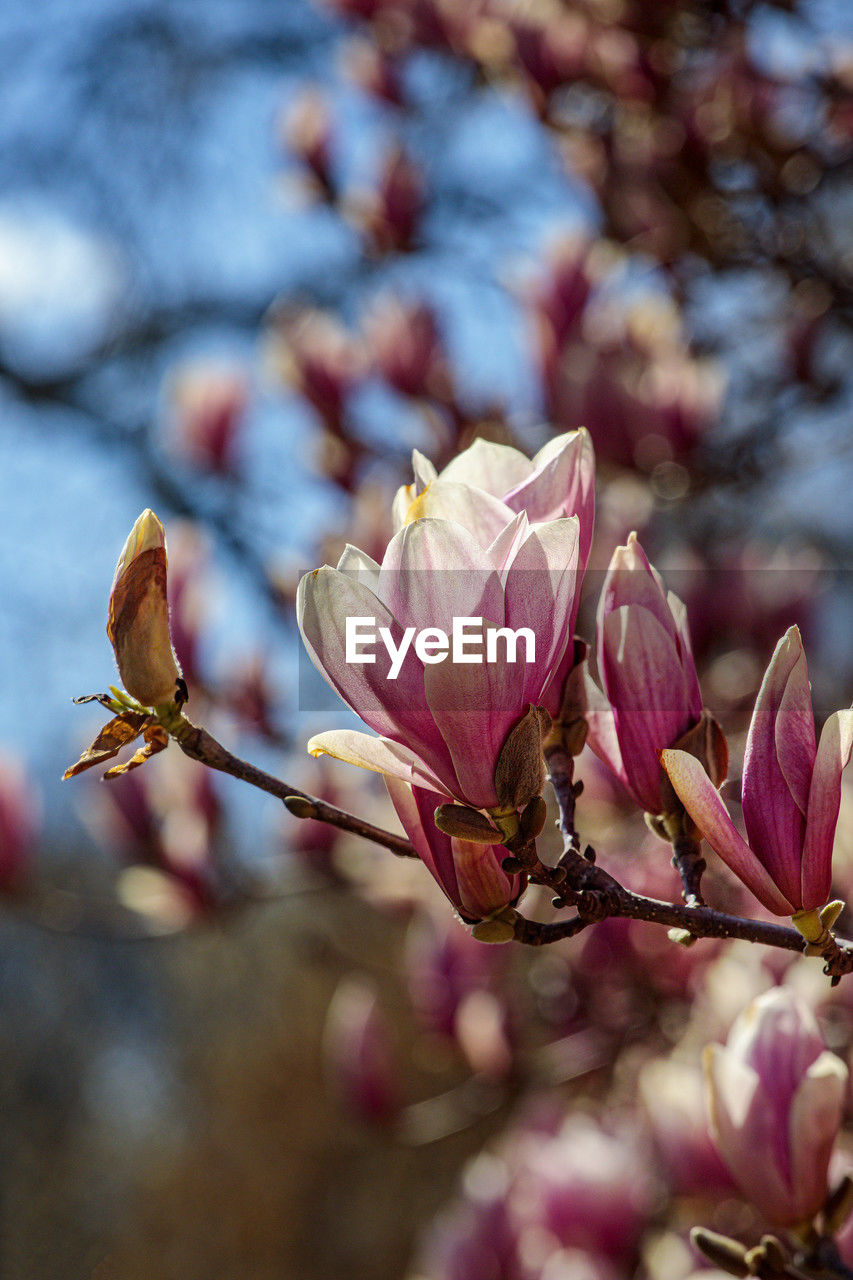 plant, flower, flowering plant, blossom, beauty in nature, freshness, spring, pink, nature, springtime, petal, fragility, macro photography, branch, close-up, tree, growth, no people, flower head, focus on foreground, inflorescence, leaf, bud, magnolia, outdoors, selective focus, botany, sky, day, plant part