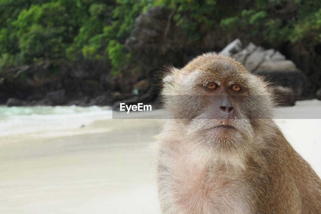 CLOSE-UP PORTRAIT OF CUTE LOOKING AWAY