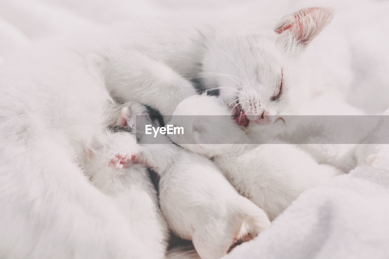 Close-up of cat sleeping on snow