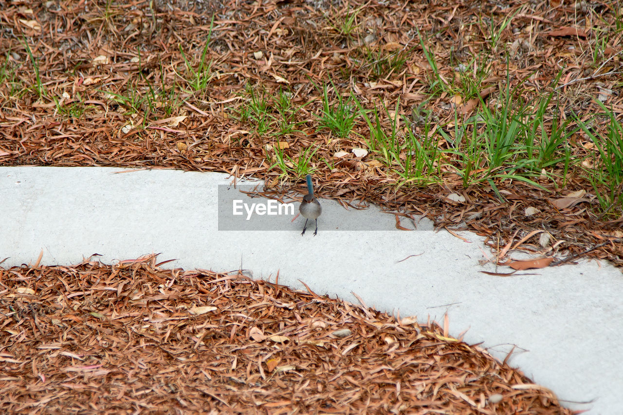 High angle view of small bird on land