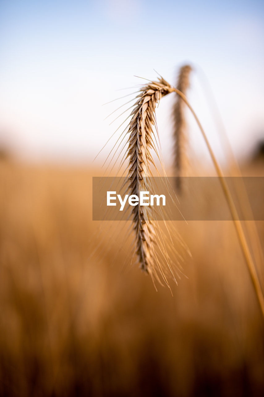 Close-up of stalks in wheat field