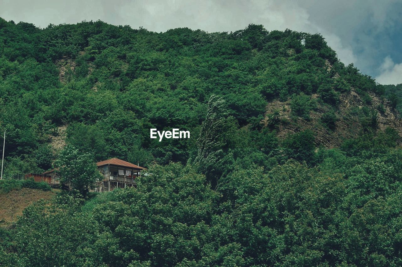 View of lush foliage in forest