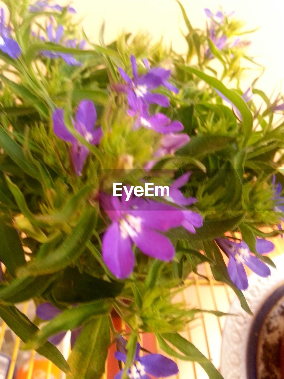 CLOSE-UP OF PURPLE FLOWERS BLOOMING