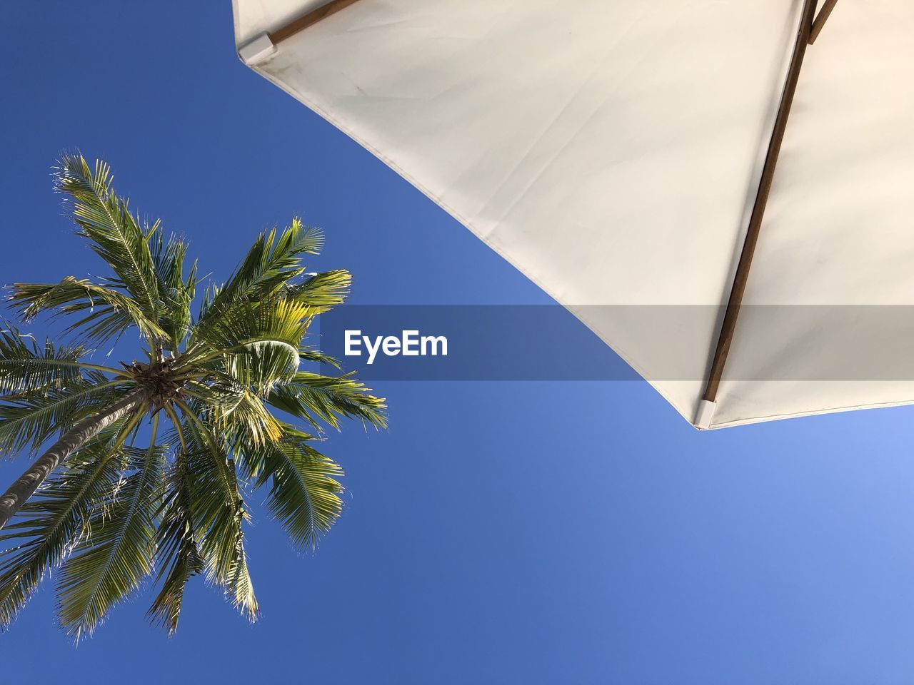 LOW ANGLE VIEW OF PALM TREE AGAINST SKY