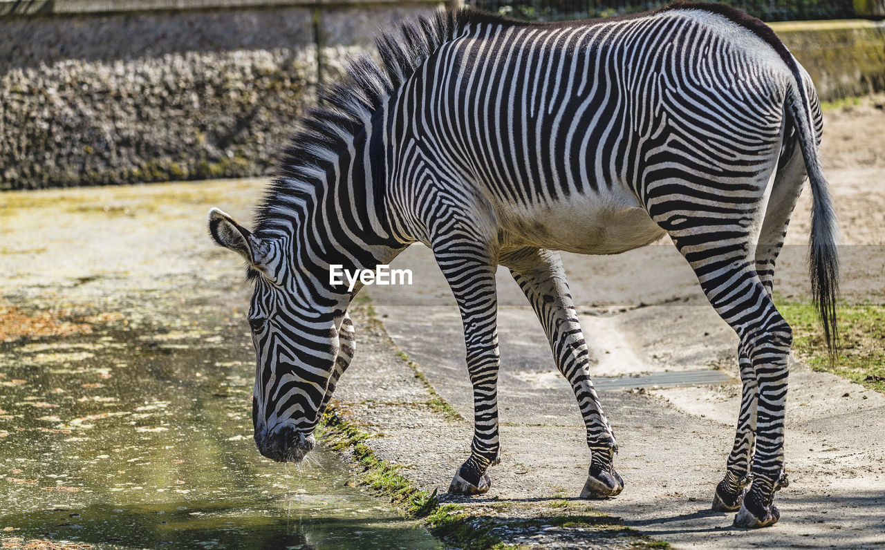 VIEW OF ZEBRA DRINKING WATER