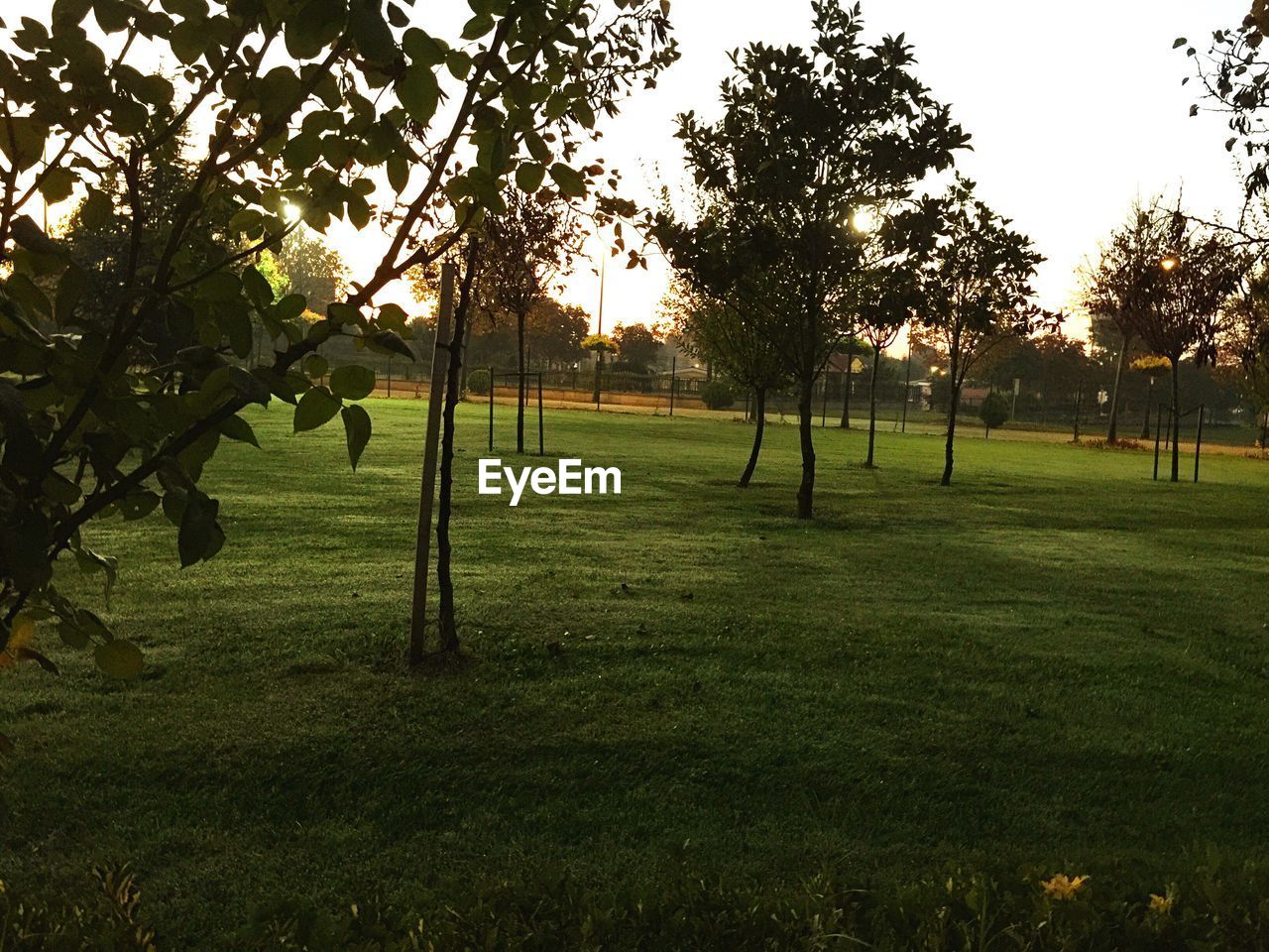 TREES ON GRASSY FIELD