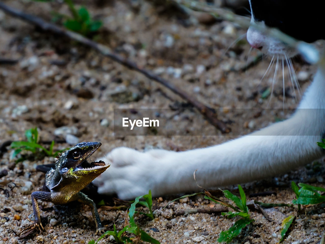 CLOSE-UP OF BIRDS