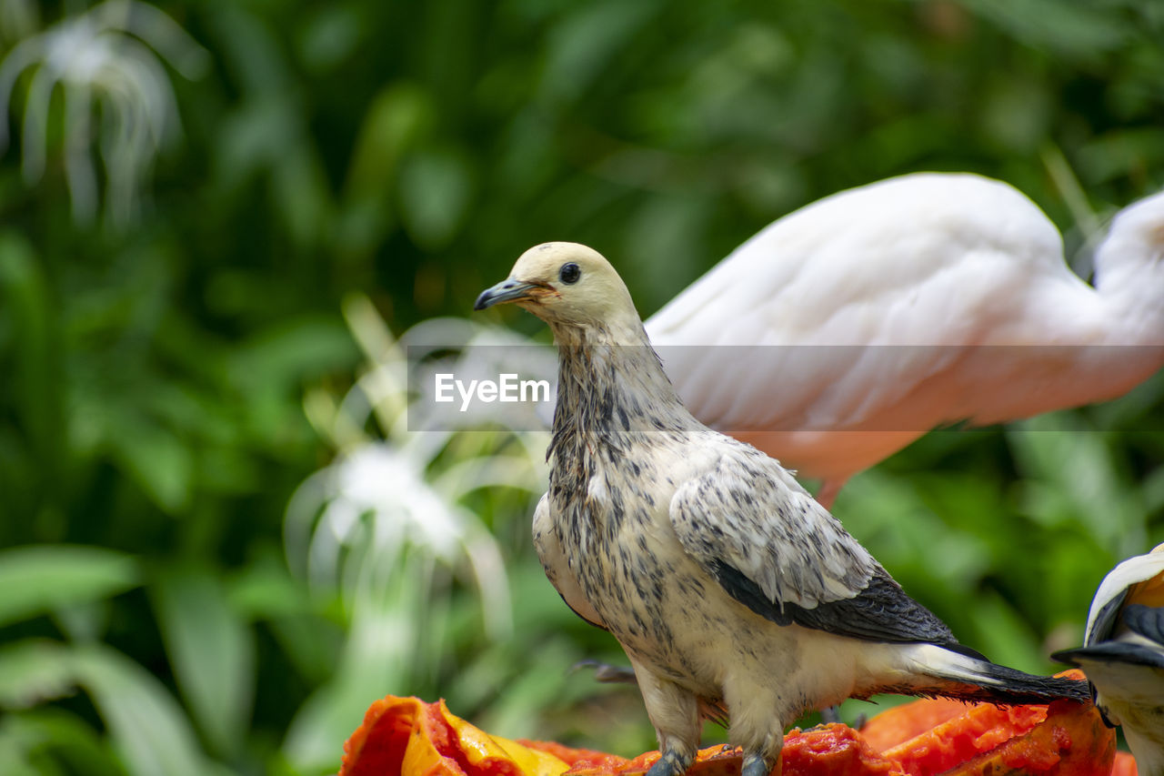 Close-up of bird perching