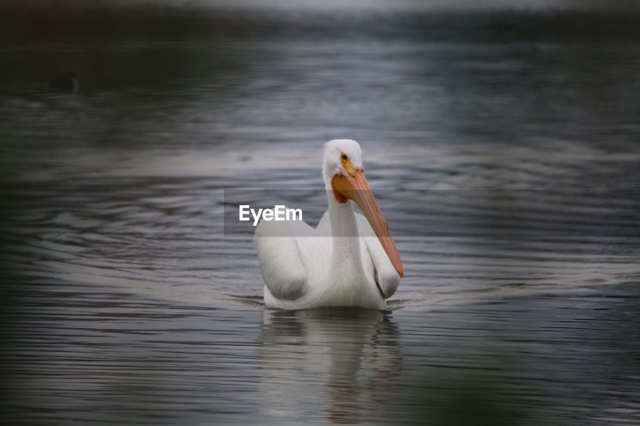 SWAN SWIMMING ON LAKE