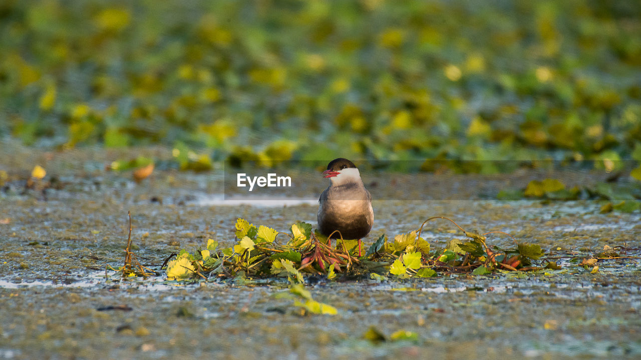 BIRD IN A FIELD