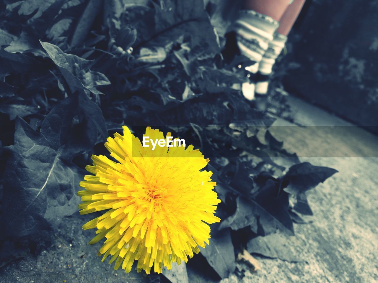 CLOSE-UP OF YELLOW FLOWERS BLOOMING