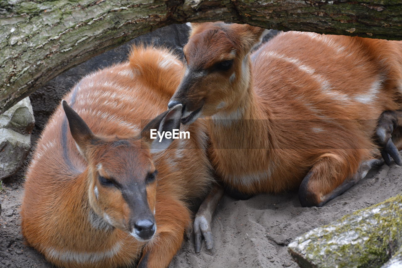 beautiful, deer