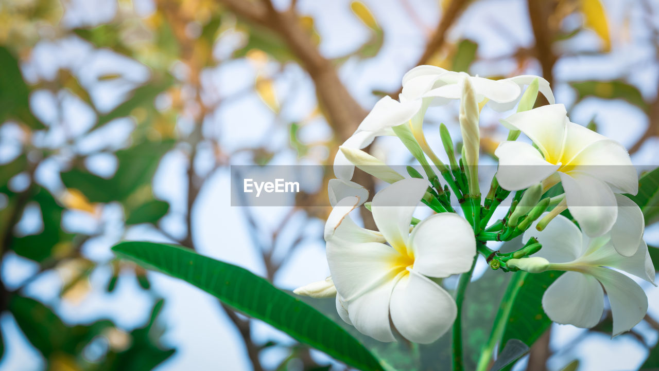 CLOSE-UP OF WHITE ROSE FLOWER