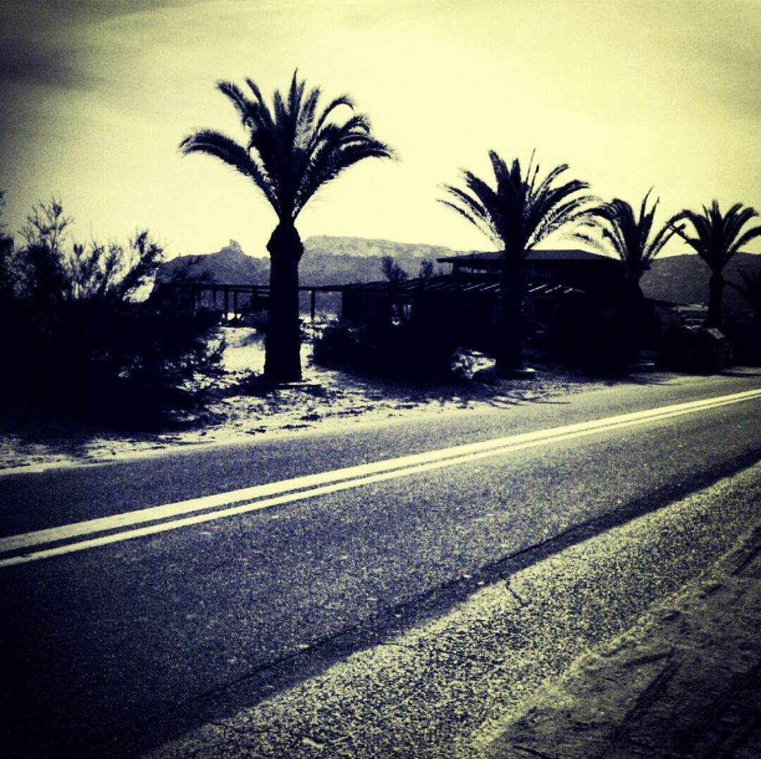 ROAD ALONG TREES