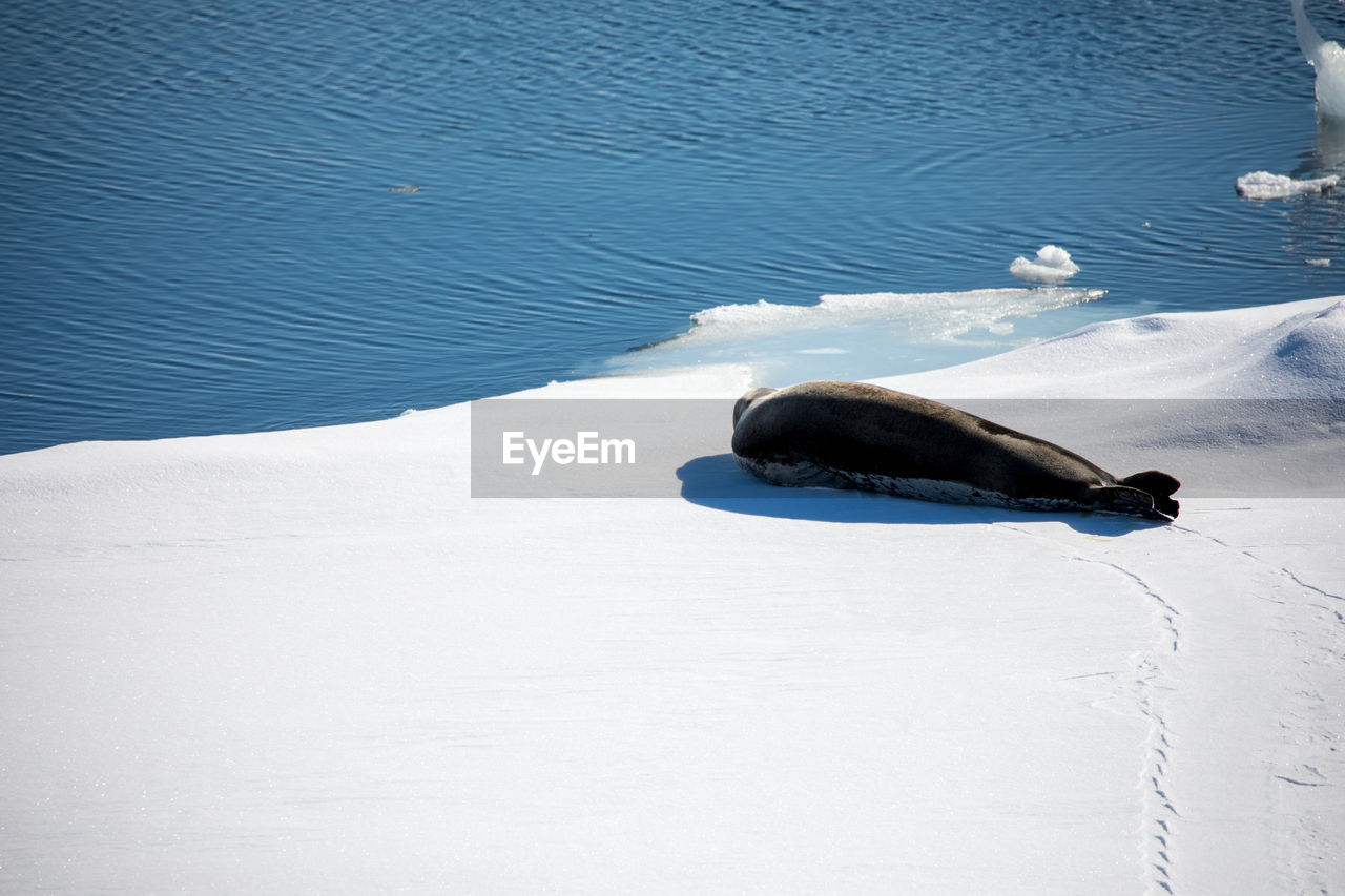High angle view of seal on snow covered shore