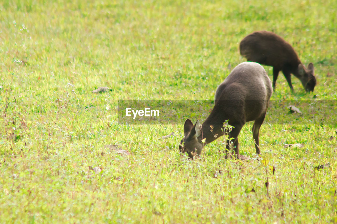 HORSE GRAZING IN FIELD