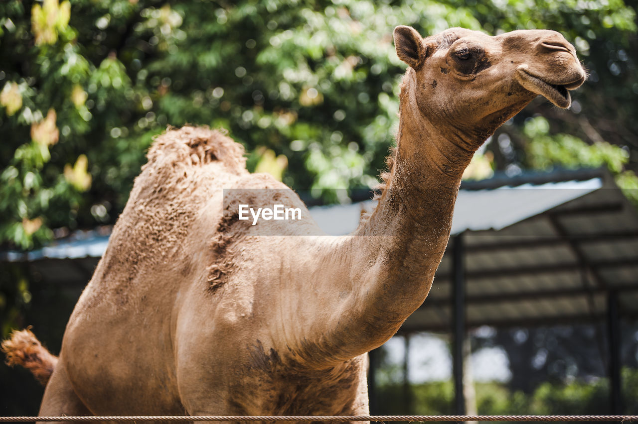 Close-up of camel