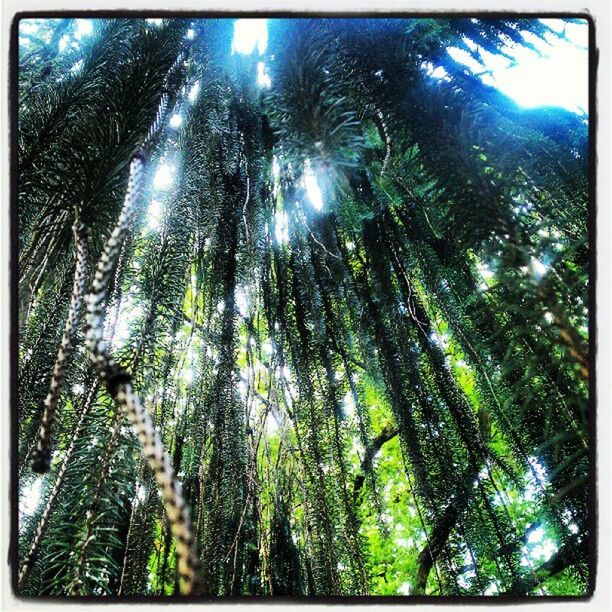 LOW ANGLE VIEW OF TREES AGAINST SKY