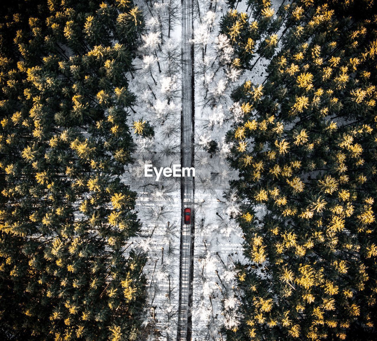 High angle view of yellow trees in forest