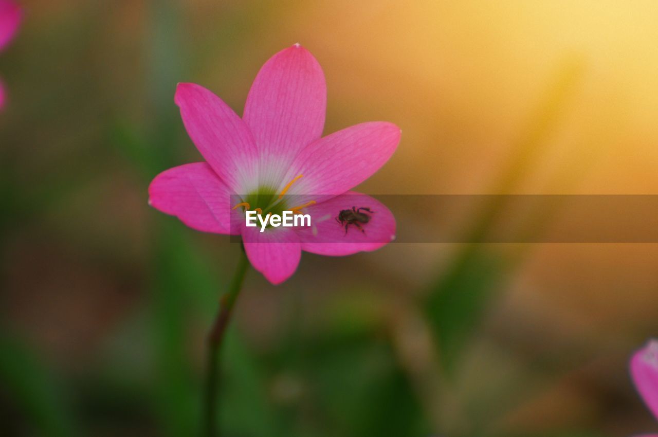 CLOSE-UP OF PINK FLOWERING PLANTS