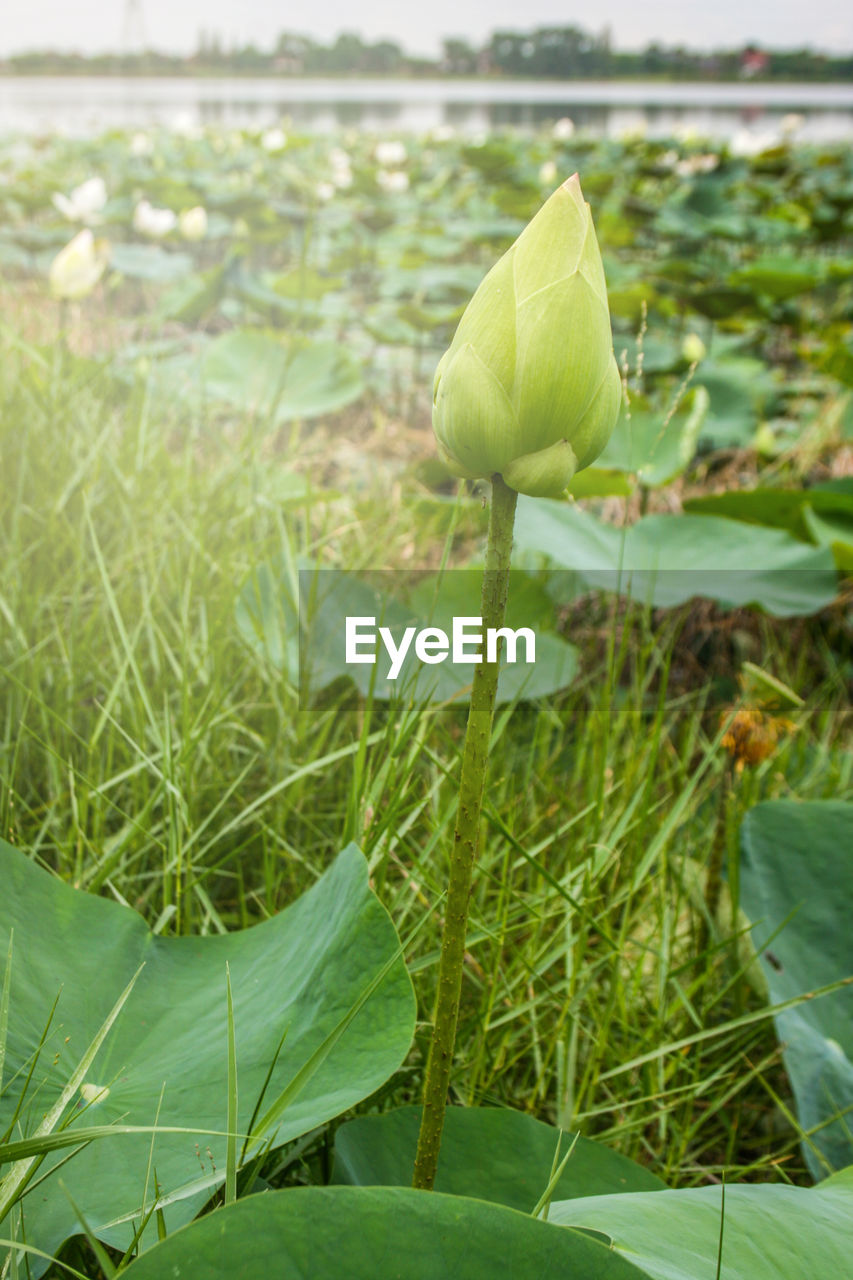 CLOSE-UP OF GREEN LEAF ON FIELD