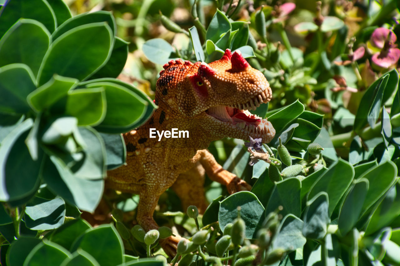 CLOSE-UP OF A LIZARD