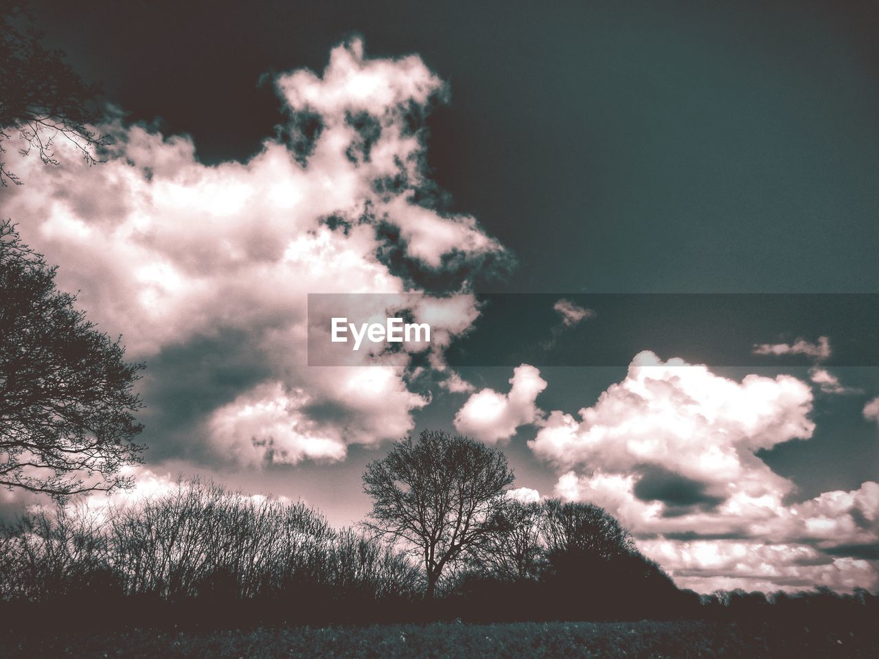 Low angle view of trees against cloudy sky