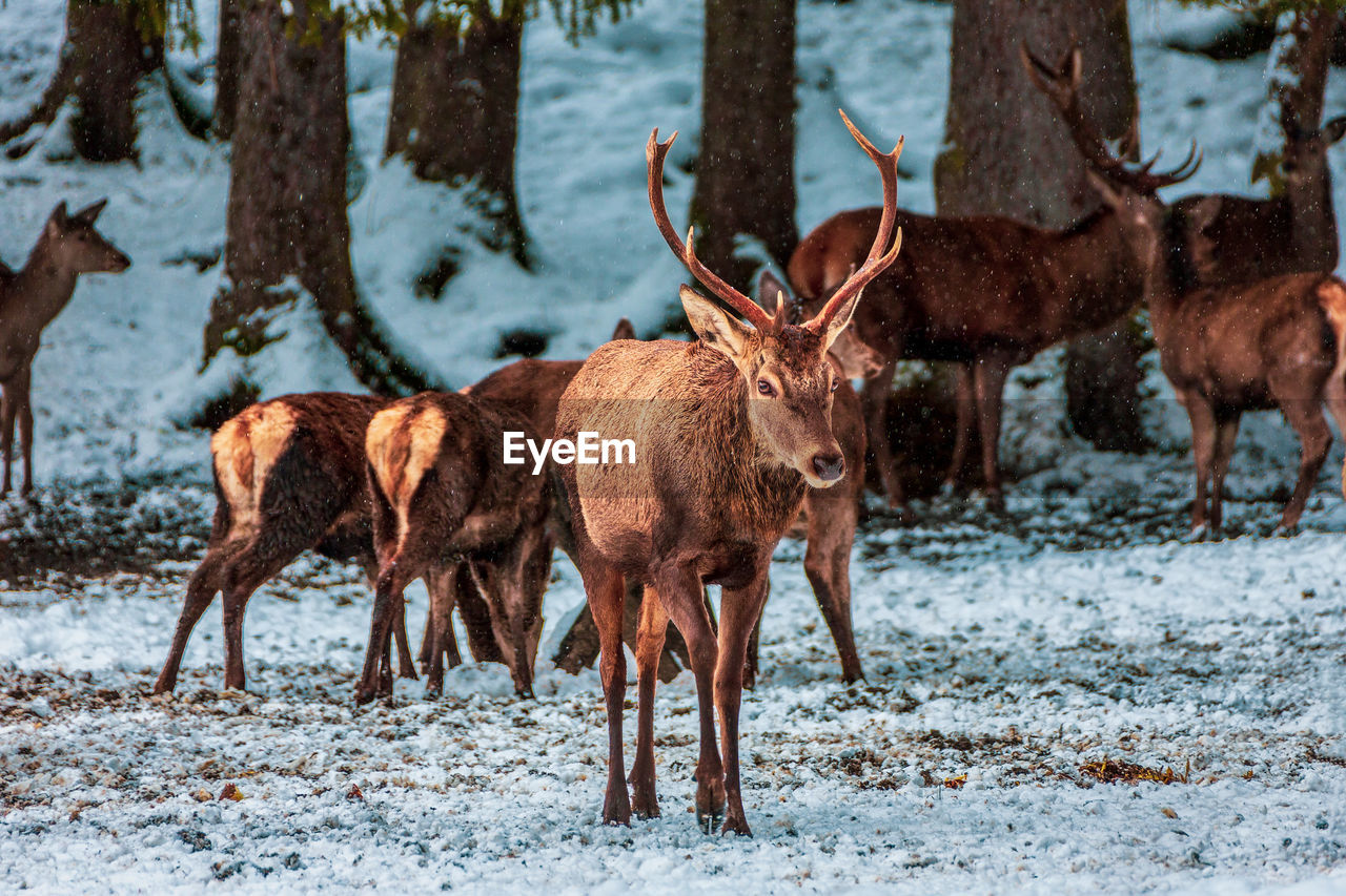 Deer looking for food in winter , bavaria germany.