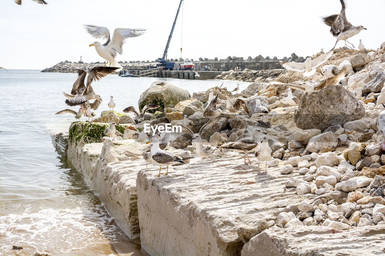 SEAGULL FLYING BY SEA AGAINST SKY