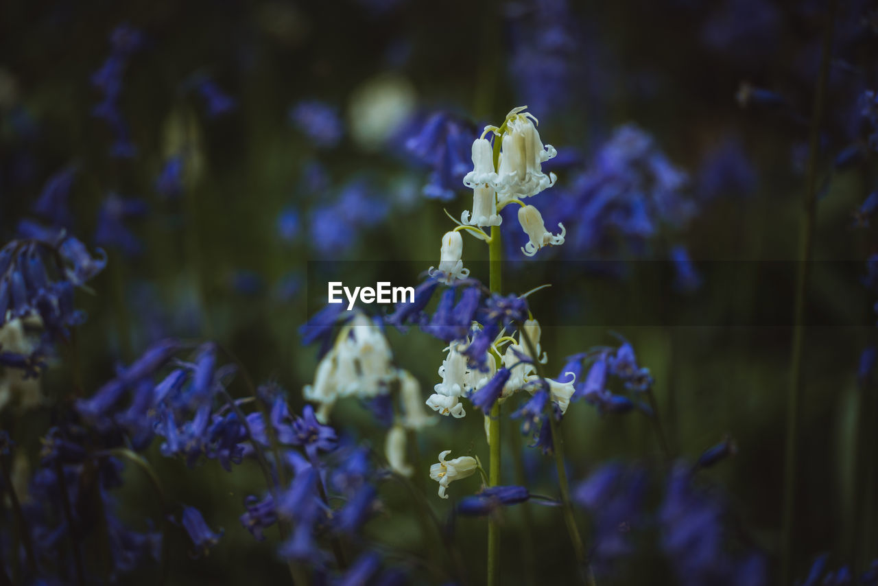 Close-up of bluebells 