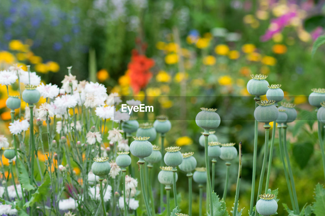 Close-up of white flowering plants on field