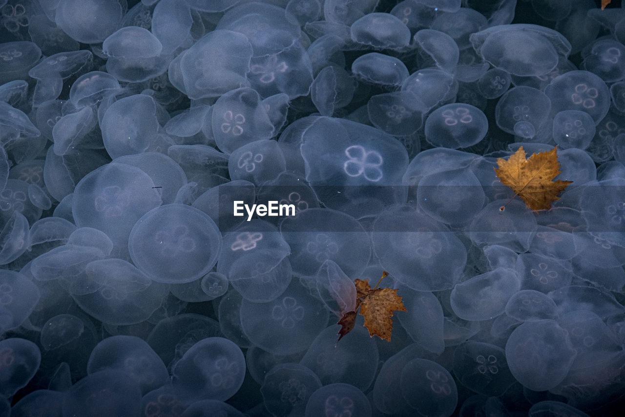 High angle view of jellyfish in sea