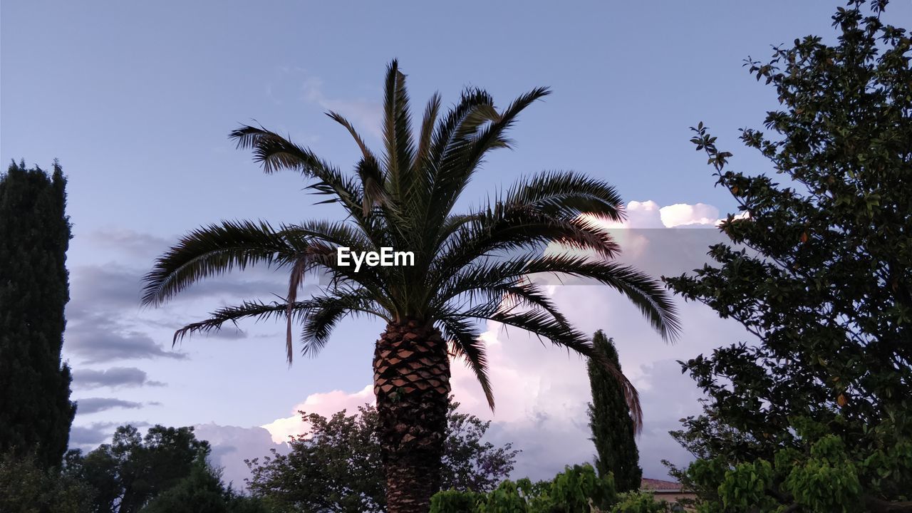 LOW ANGLE VIEW OF PALM TREES AGAINST PLANTS