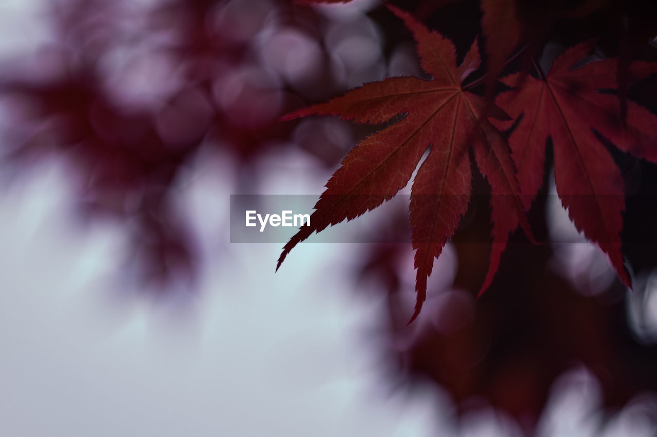 Close-up of autumnal leaves