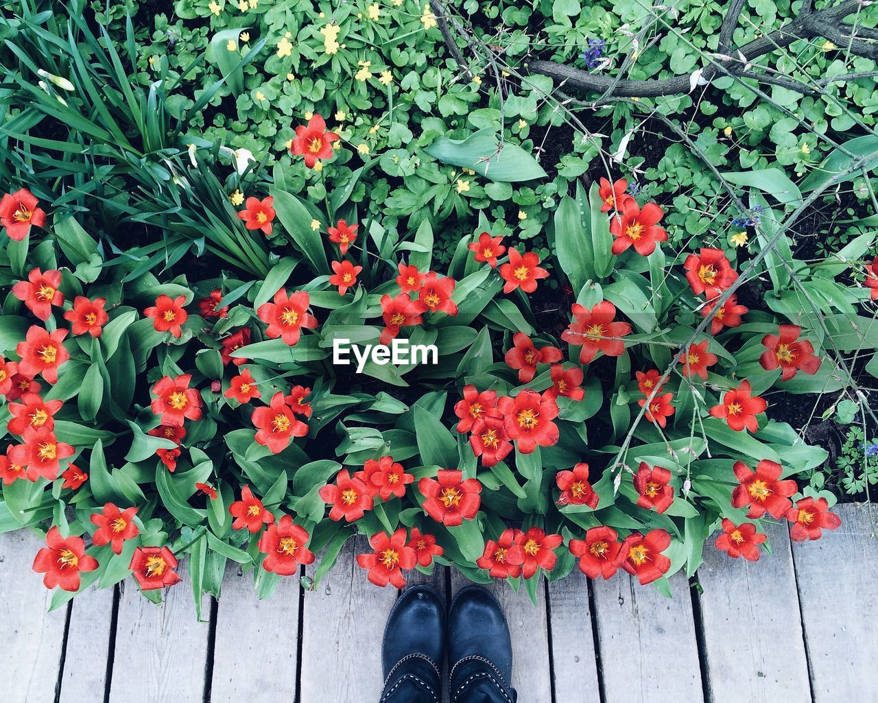 Cropped human foot in front of red flower bush