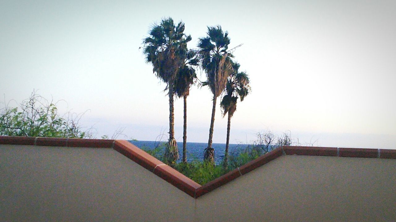 PALM TREES AGAINST SKY