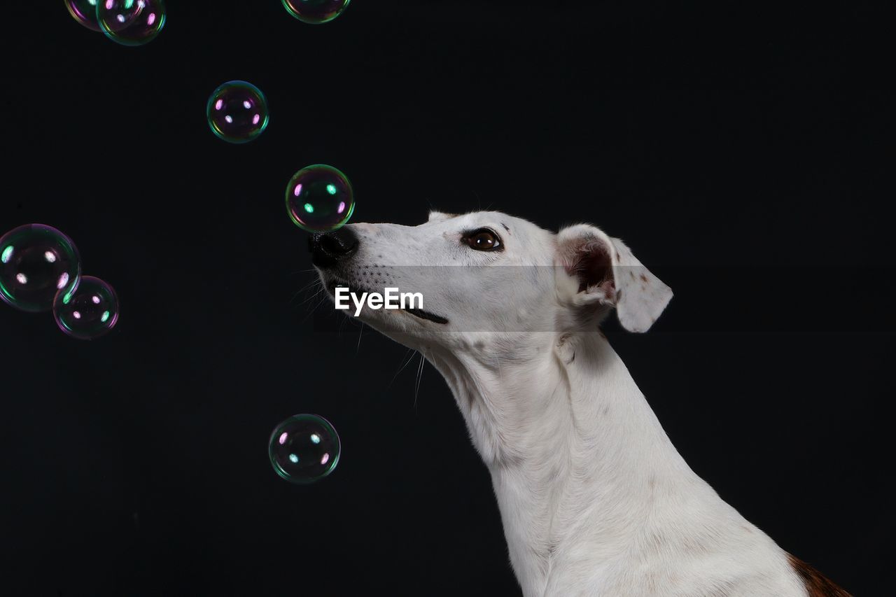 Close-up of dog by bubbles against black background