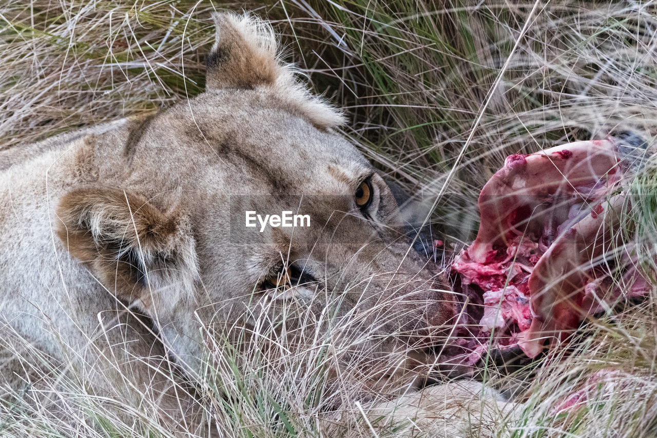 Wildlife photography of lioness eating a prey in the bush