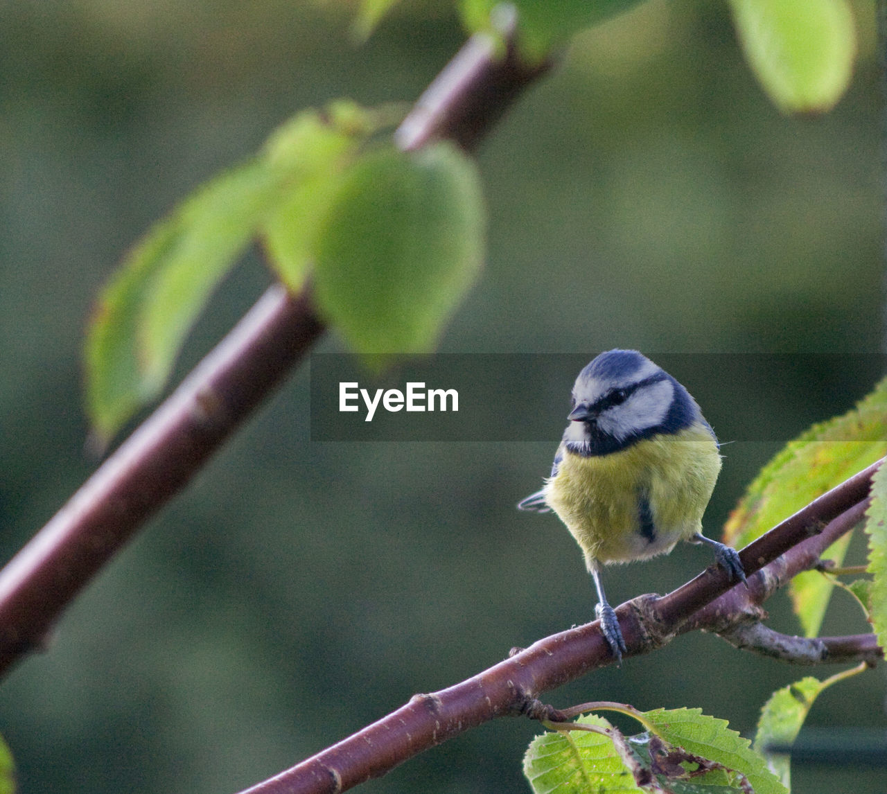 Close-up of bird perching on branch